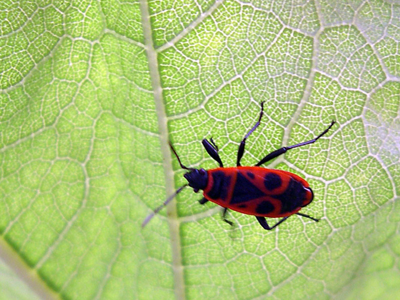 Chi  : Pyrrhocoris apterus